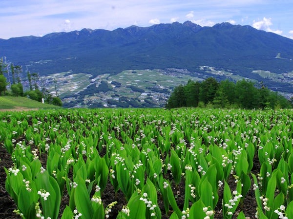 ■【新宿発】花と自然の宝庫 入笠山(にゅうかさやま)を歩こう♪ お手軽1DAYフリーハイキング3